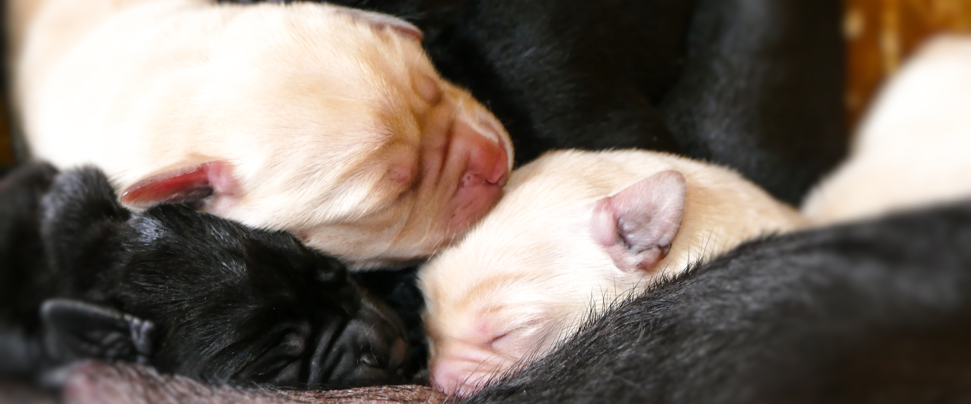 cuccioli crema e neri di Labrador